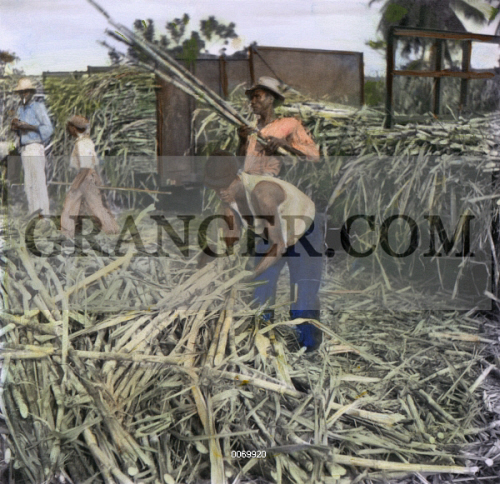 Image Of Puerto Rico Sugar Cane Workers On A Plantation Near Ponce